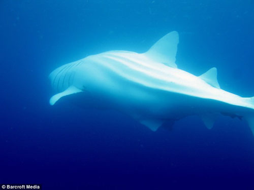 Atopado un tiburón balea branco nas Galápagos