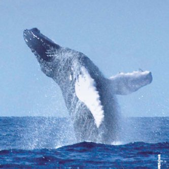 En perigo os mamíferos mariños pola contaminación acústica dos océanos